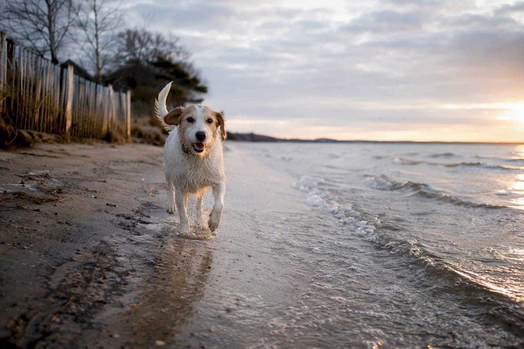 Urlaub an der Ostsee mit Hund: Regionen, Regeln, Unterkünfte
