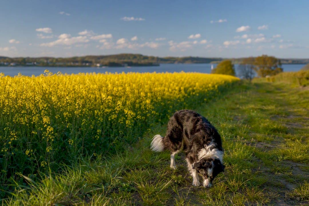 Sechs Frühlingserlebnisse an der Schlei für Reisende mit Hund